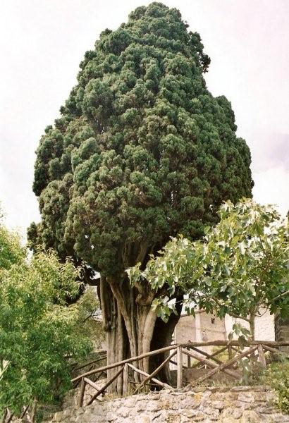 Il Cipresso della Scola di Vimignano (BO)